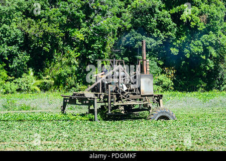 Landwirt tendenziell seinen Tee Plantage mit landwirtschaftlichen Maschinen, Daintree National Park, Far North Queensland, FNQ, QLD, Australien Stockfoto