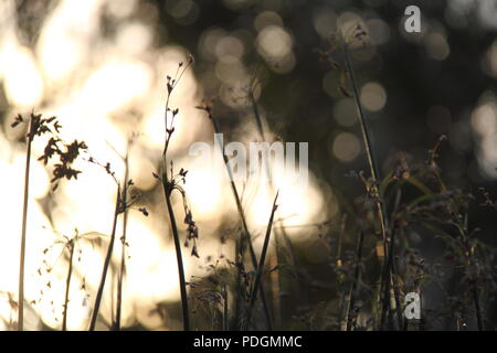 Silhouette von River Club Rush bei Sonnenuntergang (schoenoplectus Validus) Stockfoto