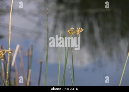 River Club Rush entlang dem Wasser-Kante (schoenoplectus Validus) Stockfoto