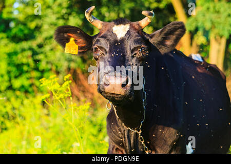 Schwarze Kuh, auf denen die Fliegen angegriffen werden, Haustiere, Nutztiere Stockfoto