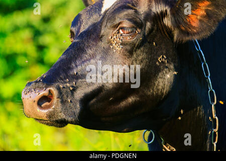 In der Hitze des Sommers Fliegen kriechen in das Auge zu den Kühen, Haustiere, Nutztiere Stockfoto