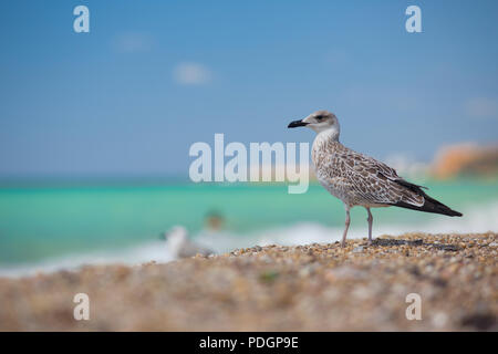 Albatros auf dem Meer Hintergrund Stockfoto