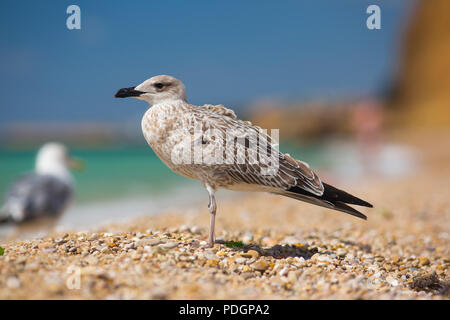 Albatros auf dem Meer Hintergrund Stockfoto