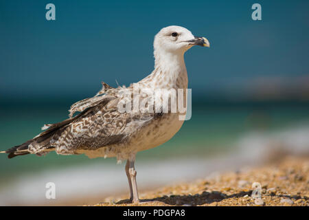 Albatros auf dem Meer Hintergrund Stockfoto