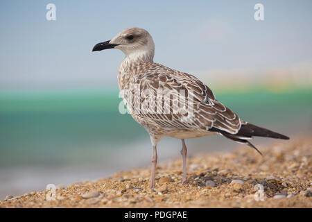 Albatros auf dem Meer Hintergrund Stockfoto