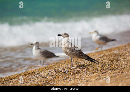 Albatros auf dem Meer Hintergrund Stockfoto