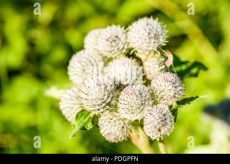 Nahaufnahme von Woolly Klette (Arctium Tomentosum), auch als downy Klette bekannt. Stockfoto