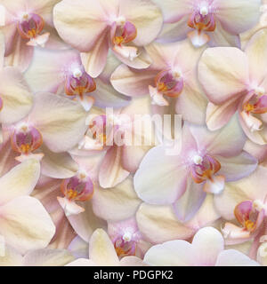 Orchideen Muster nahtlose Blume Hintergrund Pearl Farbe Stockfoto