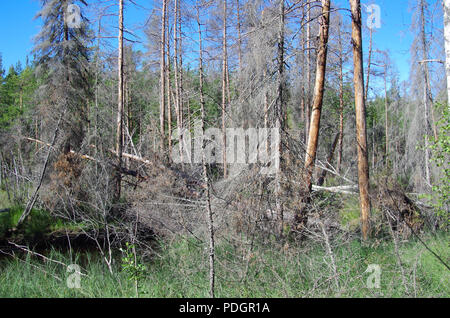 Ein Wald mit umgestürzte Bäume nach einem Sturm Stockfoto