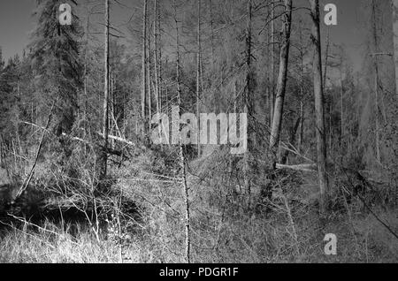 Ein Wald mit umgestürzte Bäume nach einem Sturm Stockfoto