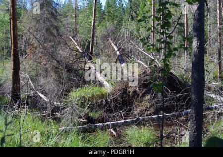 Ein Wald mit umgestürzte Bäume nach einem Sturm Stockfoto