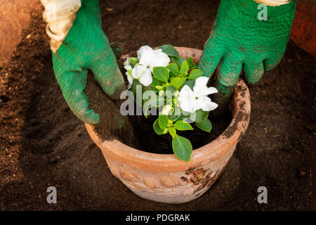 Symbol Bild Gartenarbeit, Nahaufnahme, Frau Pflanzen Pflanzen in den Topf, Frankreich, Europa Stockfoto