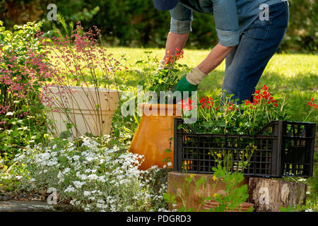 Symbol Bild Gartenarbeit, Frau Pflanzen Pflanzen in Töpfe, Frankreich, Europa Stockfoto