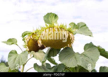 Helianthus annuus. Große Sonnenblume aus der Art geschlagen. Stockfoto