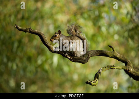 Graue Eichhörnchen gefangen in der offenen auf dieser knorrigen Ast Stockfoto