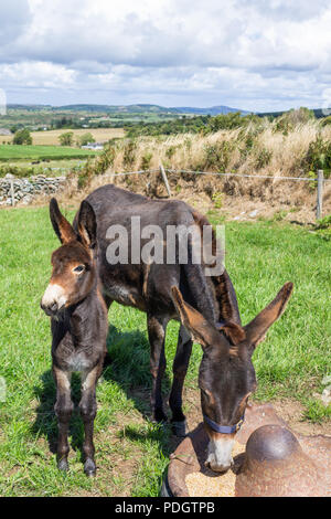 Equus asinus, Esel Stute und Fohlen Stockfoto