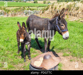 Equus asinus, Esel Stute und Fohlen Stockfoto