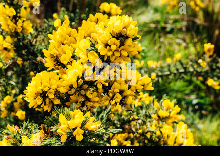 Gelber Ginster Blumen auf einem Busch. Stockfoto