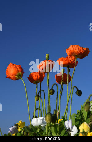 Gemeinsame oder Field Poppies; Genfer See, Schweiz Stockfoto