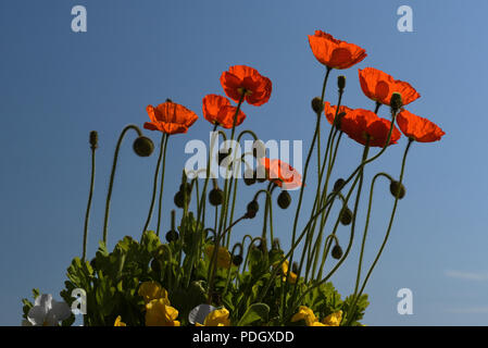 Gemeinsame oder Field Poppies; Genfer See, Schweiz Stockfoto