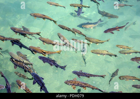 Fische im See von Halilurrahman Moschee Sanliurfa, Türkei Stockfoto