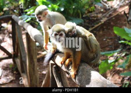 Mama und Baby squirrel Affen auf einer hölzernen Geländer Stockfoto