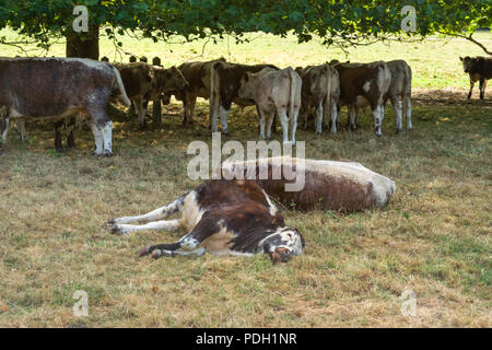 Eine Herde von Kühen Pause im Schatten der Bäume auf Stourbridge Gemeinsame an einem Tag im Sommer, Cambridge, Großbritannien Stockfoto