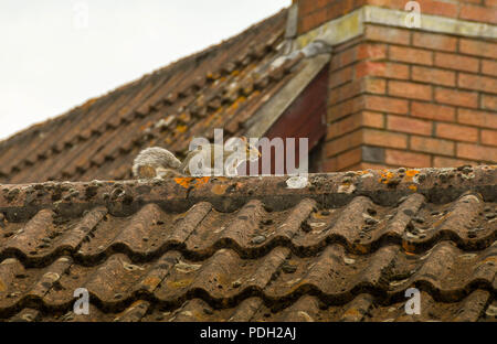 Graue Eichhörnchen auf der Spitze des Fliesen- Dach eines Hauses Stockfoto