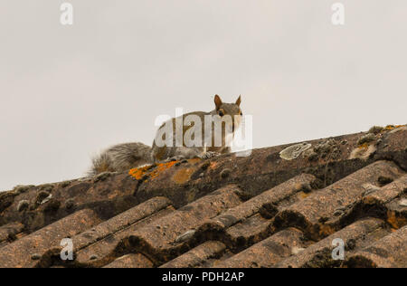 Graue Eichhörnchen auf der Spitze des Fliesen- Dach eines Hauses Stockfoto