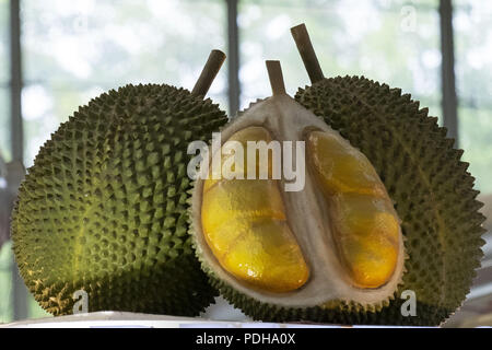 Sepang, Kuala Lumpur, Malaysia. 9 Aug, 2018. Malaysischen König der Früchte die Durian. Kuala Lumpur International Airport auch als KLIA bekannt ist der Malaysische internationalen Flughafen und es ist der 23 größten und verkehrsreichsten Flughafen der Welt durch den gesamten Personenverkehr. KLIA wurde am 27. Juni 1998 Von den 10 Yang di-Pertuan Agong, Tuanku Ja'afar von Negeri Sembilan eingeweiht. Credit: Faris Hadziq/SOPA Images/ZUMA Draht/Alamy leben Nachrichten Stockfoto