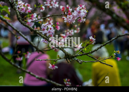 August 9, 2018 - SÃ £ £ o Paulo, São Paulo, Brasilien - SAO PAULO SP, SP 09/08/2018 BRASILIEN - SAO PAULO - Cherry Blossom: Menschen sehen Kirschblüten blühen Bäume im Parque Carmo am 9. August 2018 in SÃ £ o Paulo, Brasilien. Die KIRSCHBLÜTE Saison beginnt im SÃ £ o Paulo. Credit: Cris Fafa/ZUMA Draht/Alamy leben Nachrichten Stockfoto