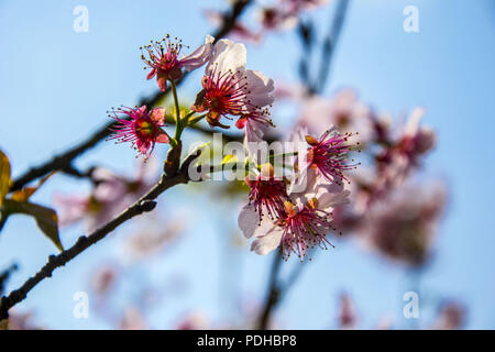 August 9, 2018 - SÃ £ £ o Paulo, São Paulo, Brasilien - SAO PAULO SP, SP 09/08/2018 BRASILIEN - SAO PAULO - Cherry Blossom: Menschen sehen Kirschblüten blühen Bäume im Parque Carmo am 9. August 2018 in SÃ £ o Paulo, Brasilien. Die KIRSCHBLÜTE Saison beginnt im SÃ £ o Paulo. Credit: Cris Fafa/ZUMA Draht/Alamy leben Nachrichten Stockfoto