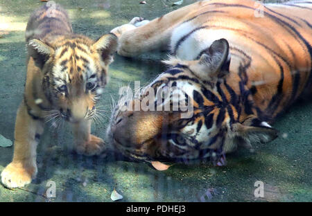 Huzh, Huzh, China. 10 Aug, 2018. Huzhou, China - eine Bengal Tiger hat zwei Tiger cubs an der Zhongnan Baicaoyuan Scenic Area in Huzhou, der ostchinesischen Provinz Zhejiang. Credit: SIPA Asien/ZUMA Draht/Alamy leben Nachrichten Stockfoto