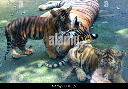 Huzh, Huzh, China. 10 Aug, 2018. Huzhou, China - eine Bengal Tiger hat zwei Tiger cubs an der Zhongnan Baicaoyuan Scenic Area in Huzhou, der ostchinesischen Provinz Zhejiang. Credit: SIPA Asien/ZUMA Draht/Alamy leben Nachrichten Stockfoto