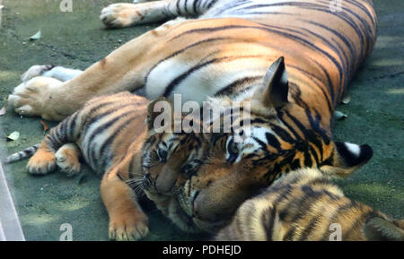 Huzh, Huzh, China. 10 Aug, 2018. Huzhou, China - eine Bengal Tiger hat zwei Tiger cubs an der Zhongnan Baicaoyuan Scenic Area in Huzhou, der ostchinesischen Provinz Zhejiang. Credit: SIPA Asien/ZUMA Draht/Alamy leben Nachrichten Stockfoto