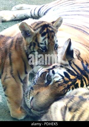 Huzh, Huzh, China. 10 Aug, 2018. Huzhou, China - eine Bengal Tiger hat zwei Tiger cubs an der Zhongnan Baicaoyuan Scenic Area in Huzhou, der ostchinesischen Provinz Zhejiang. Credit: SIPA Asien/ZUMA Draht/Alamy leben Nachrichten Stockfoto