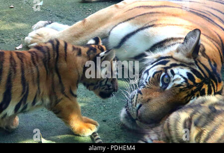 Huzh, Huzh, China. 10 Aug, 2018. Huzhou, China - eine Bengal Tiger hat zwei Tiger cubs an der Zhongnan Baicaoyuan Scenic Area in Huzhou, der ostchinesischen Provinz Zhejiang. Credit: SIPA Asien/ZUMA Draht/Alamy leben Nachrichten Stockfoto