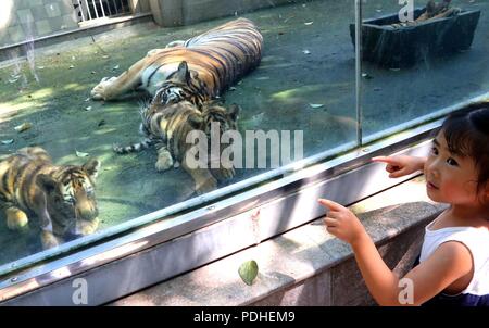 Huzh, Huzh, China. 10 Aug, 2018. Huzhou, China - eine Bengal Tiger hat zwei Tiger cubs an der Zhongnan Baicaoyuan Scenic Area in Huzhou, der ostchinesischen Provinz Zhejiang. Credit: SIPA Asien/ZUMA Draht/Alamy leben Nachrichten Stockfoto