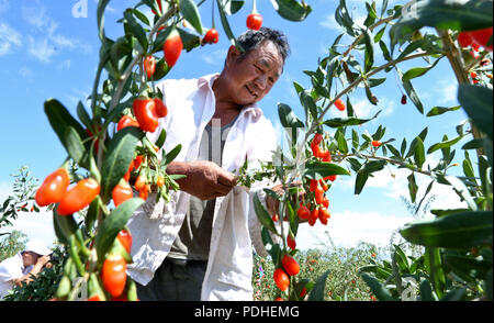 Zhangye, Zhangye, China. 10 Aug, 2018. Zhangye, CHINA - Bauern sind beschäftigt mit der Ernte der Chinesischen wolfberry in Shandan County, Zhangye, im Nordwesten der chinesischen Provinz Gansu. Credit: SIPA Asien/ZUMA Draht/Alamy leben Nachrichten Stockfoto