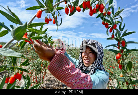 Zhangye, Zhangye, China. 10 Aug, 2018. Zhangye, CHINA - Bauern sind beschäftigt mit der Ernte der Chinesischen wolfberry in Shandan County, Zhangye, im Nordwesten der chinesischen Provinz Gansu. Credit: SIPA Asien/ZUMA Draht/Alamy leben Nachrichten Stockfoto