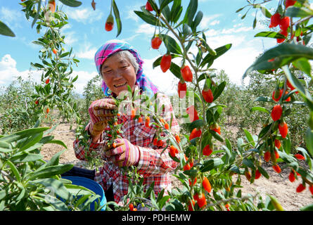 Zhangye, Zhangye, China. 10 Aug, 2018. Zhangye, CHINA - Bauern sind beschäftigt mit der Ernte der Chinesischen wolfberry in Shandan County, Zhangye, im Nordwesten der chinesischen Provinz Gansu. Credit: SIPA Asien/ZUMA Draht/Alamy leben Nachrichten Stockfoto