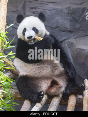 Nanjin, Nanjin, China. 10 Aug, 2018. Nanjing, China - Die riesenpandas Hehe und Jiujiu ihren dritten Geburtstag an hongshan Forest Zoo in Nanjing feiern, der ostchinesischen Provinz Jiangsu. Credit: SIPA Asien/ZUMA Draht/Alamy leben Nachrichten Stockfoto