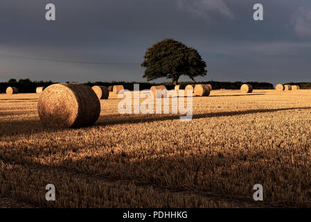 Rousdon, in der Nähe von Lyme Regis, East Devon, Großbritannien. 10. August 2018. UK Wetter: Sonne und brütende dunkle Wolken im Rousdon, East Devon. Die frühe Morgensonne leuchtet durch dunkle Gewitterwolken bis Beleuchtung ein Feld von Strohballen und werfen lange Schatten voraus schwere Unwetter in ländlichen East Devon. Credit: Celia McMahon/Alamy leben Nachrichten Stockfoto