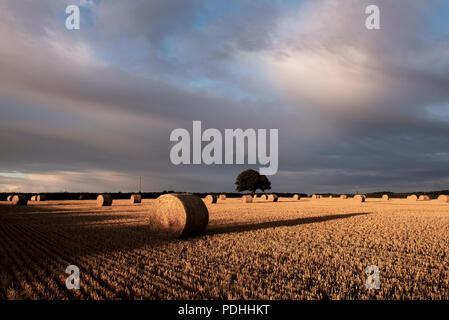 Rousdon, in der Nähe von Lyme Regis, East Devon, Großbritannien. 10. August 2018. UK Wetter: Sonne und brütende dunkle Wolken im Rousdon, East Devon. Die frühe Morgensonne leuchtet durch dunkle Gewitterwolken bis Beleuchtung ein Feld von Strohballen und werfen lange Schatten voraus schwere Unwetter in ländlichen East Devon. Credit: Celia McMahon/Alamy leben Nachrichten Stockfoto