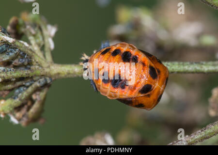 Puppe des Harlekin Marienkäfer (Harmonia axyridis), auch als Mehrfarbige asiatische, asiatischen oder ladybeetle bekannt Stockfoto