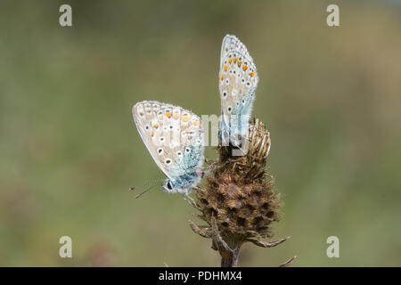 Zwei männliche gemeinsame blaue Schmetterlinge (Polyommatus icarus) auf einem Samen Kopf in Hampshire, Großbritannien Stockfoto
