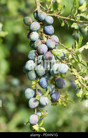 Schlehen (Schlehe) auf schlehe (Prunus spinosa) im August in Hampshire, Großbritannien Stockfoto
