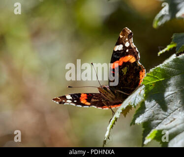 Red Admiral auf Blatt thront. Bookham Commons, Surrey, England. Stockfoto