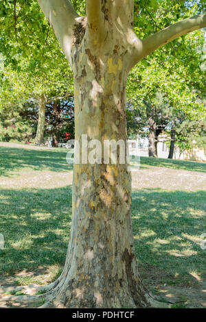 Eine amerikanische Maulbeerfeigenbaum, Platanus occidentalis bezeichnet, der mit einem Peeling trunk im Sommer in Wichita, Kansas, USA. Stockfoto