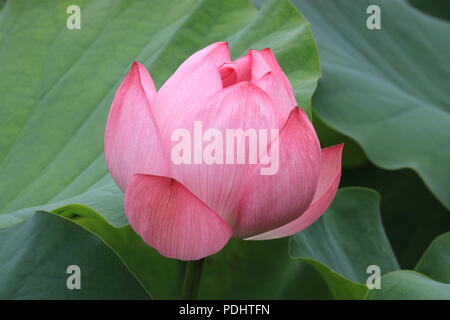 Lotus Blume im Lotus Teich Shinobazu Teich, Ueno Park, Japan Stockfoto